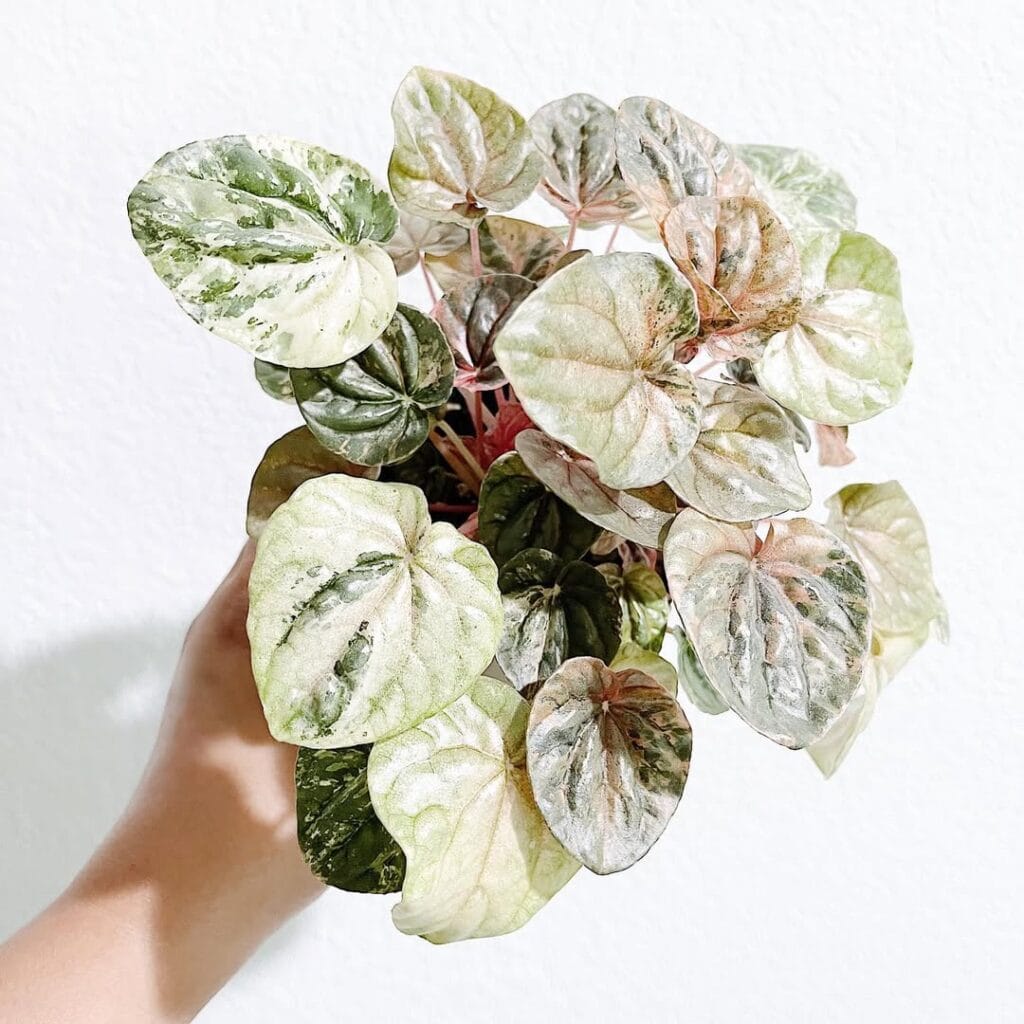 Peperomia Caperata Pink Lady