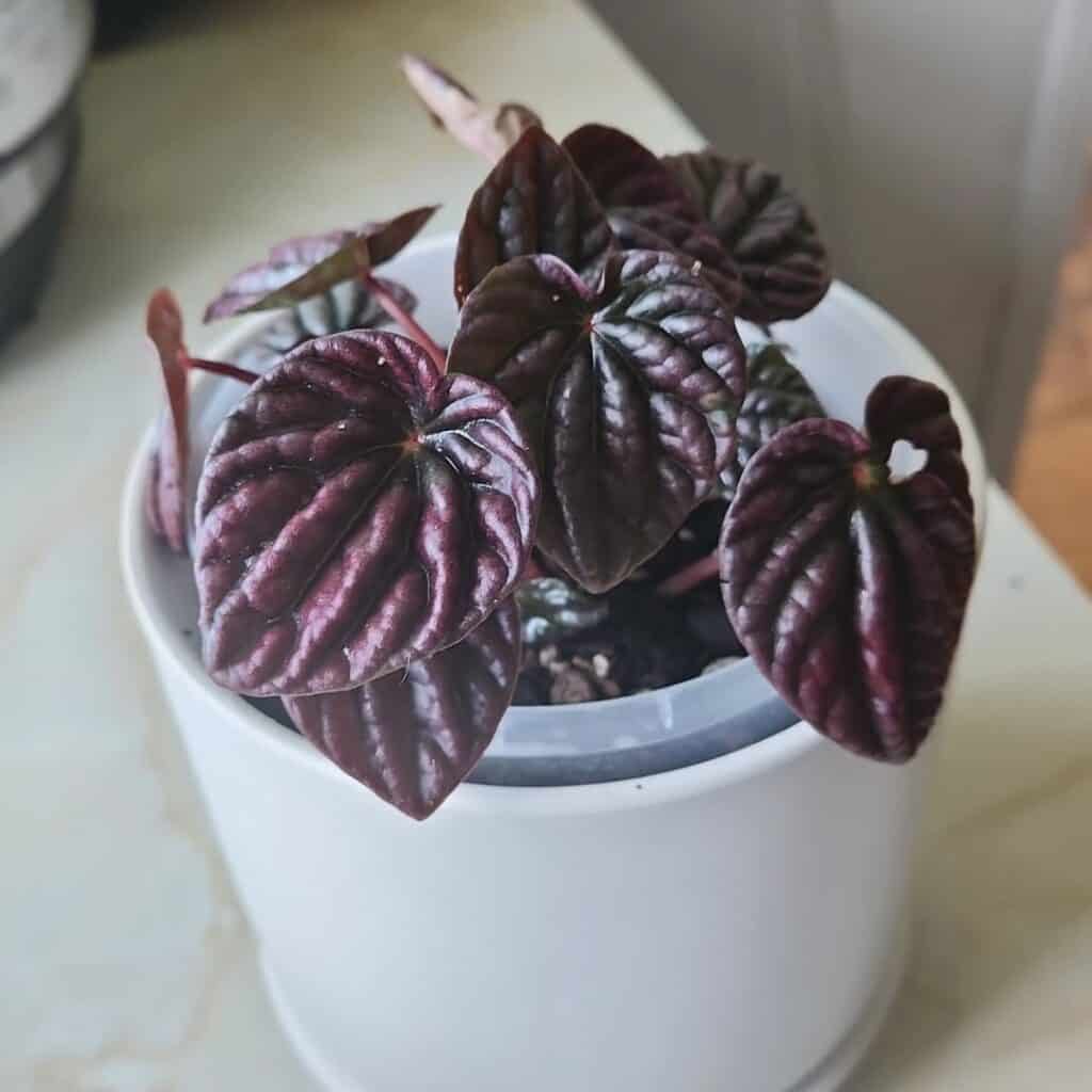 Peperomia Caperata Raspberry Ripple