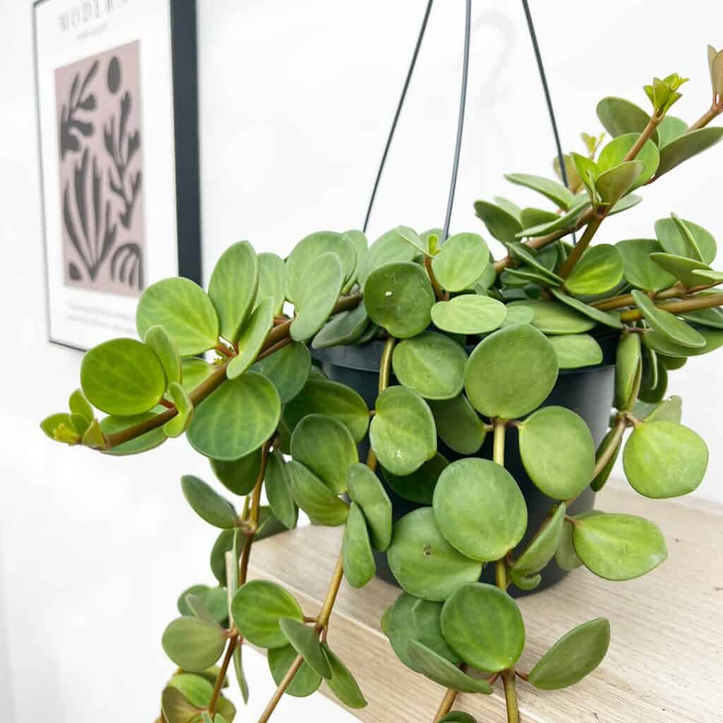 Peperomia Hope