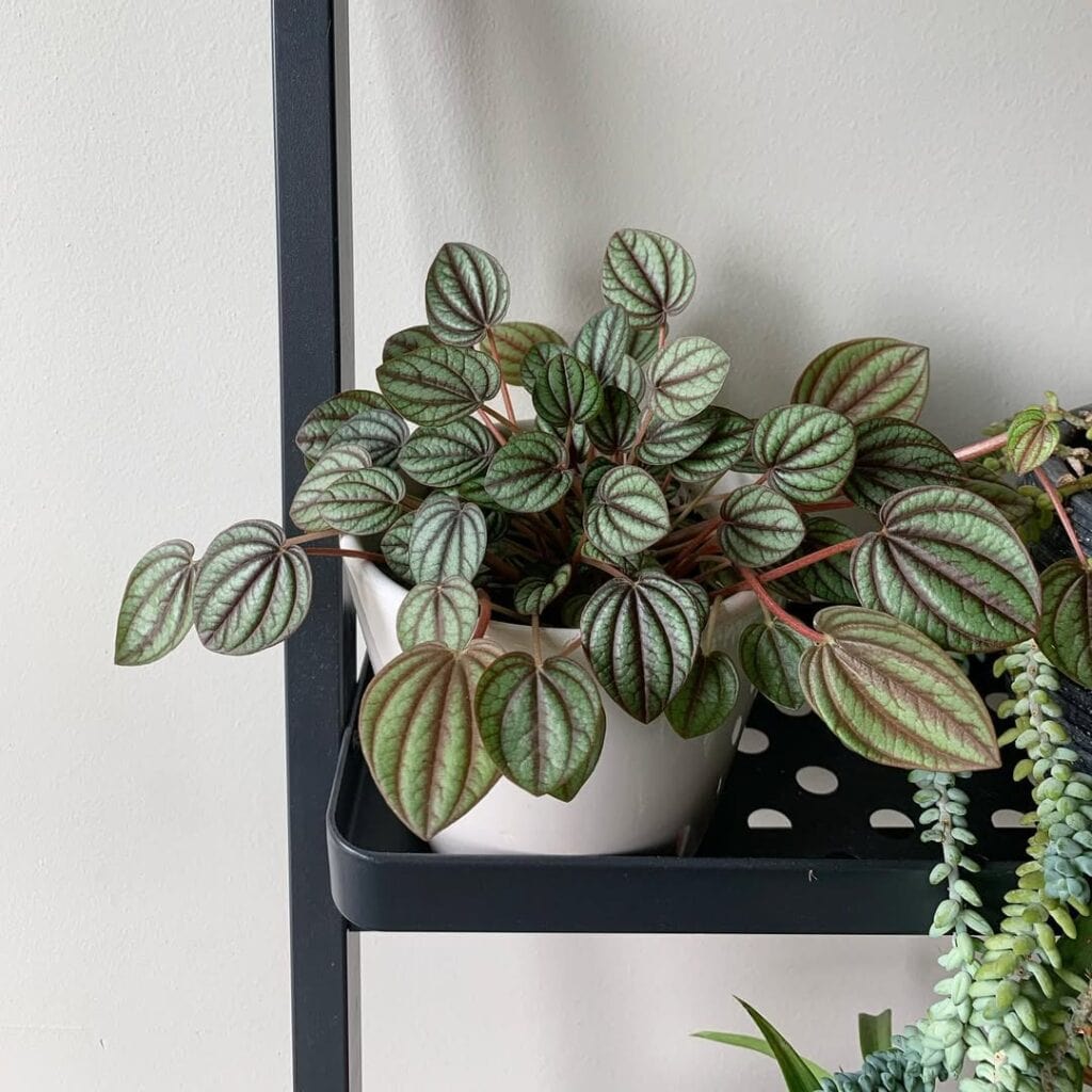 Peperomia albovittata