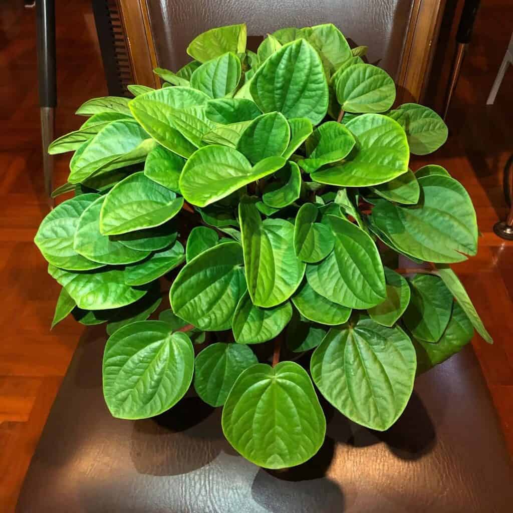 Peperomia albovittata Rana Verde