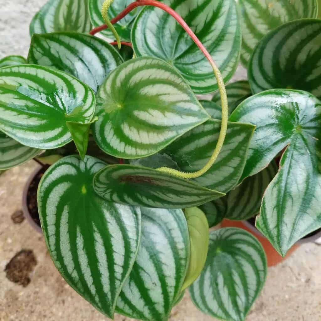 Peperomia argyreia