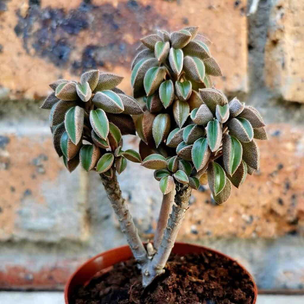 Peperomia asperula