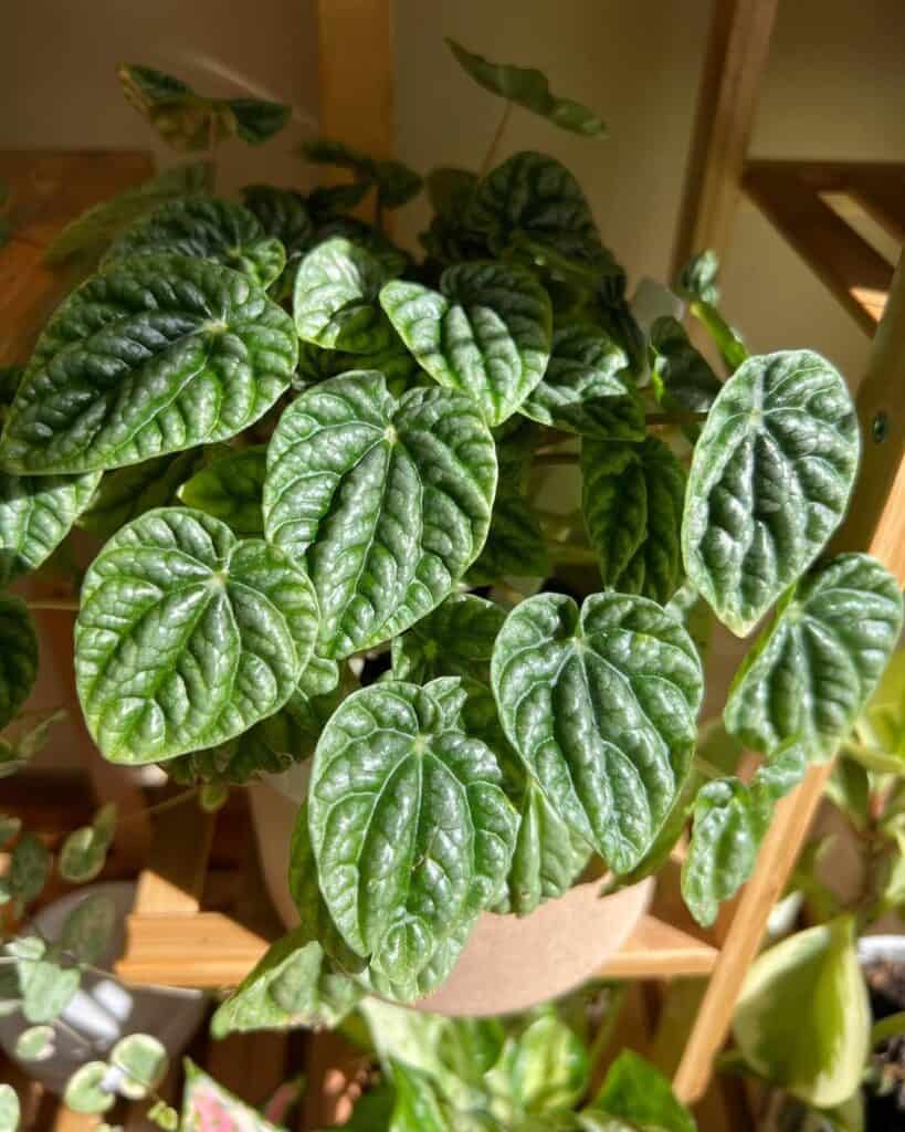 Peperomia caperata
