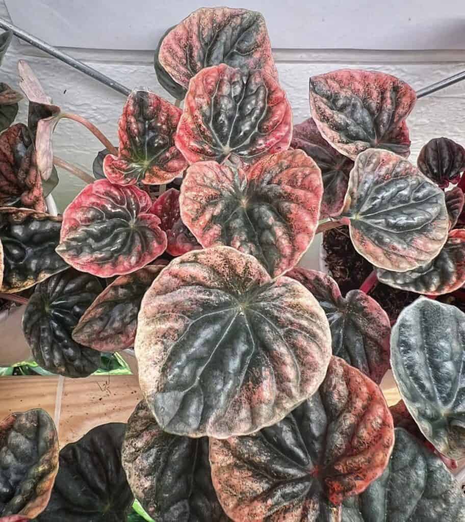 Peperomia caperata Abricos