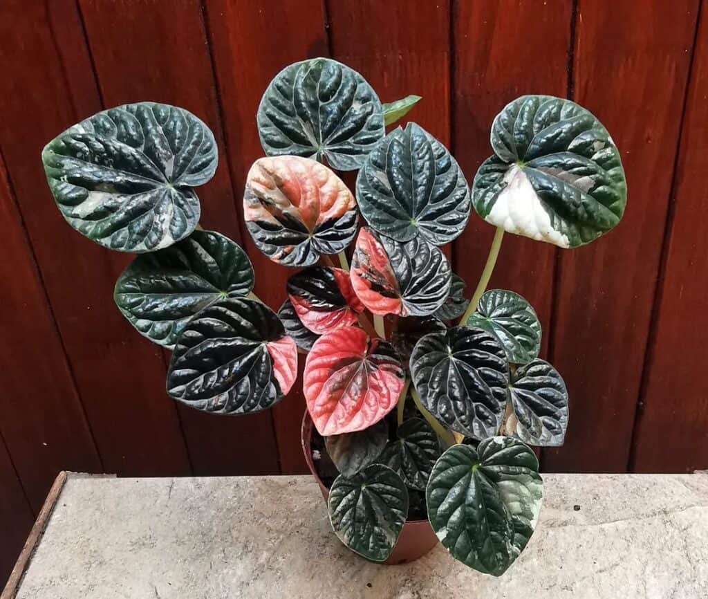Peperomia caperata Black Ripple