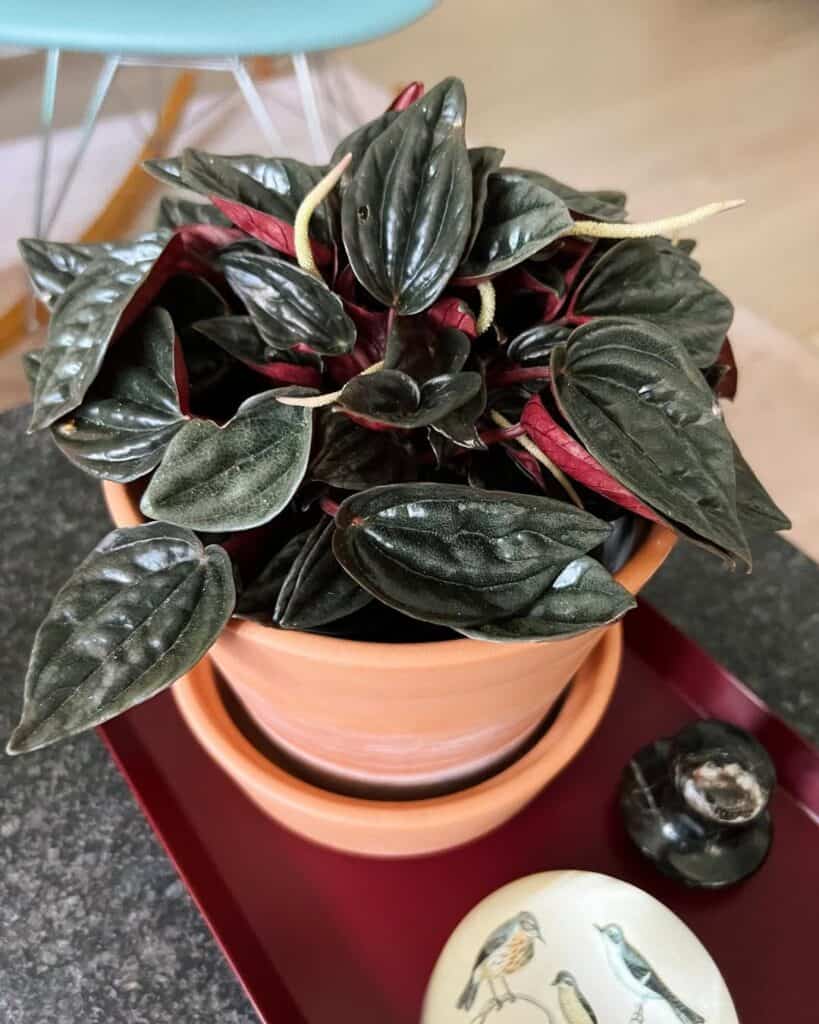 Peperomia caperata Brasilia