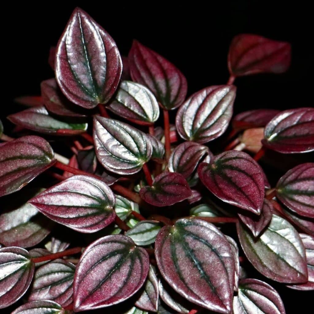 Peperomia caperata Cayenne