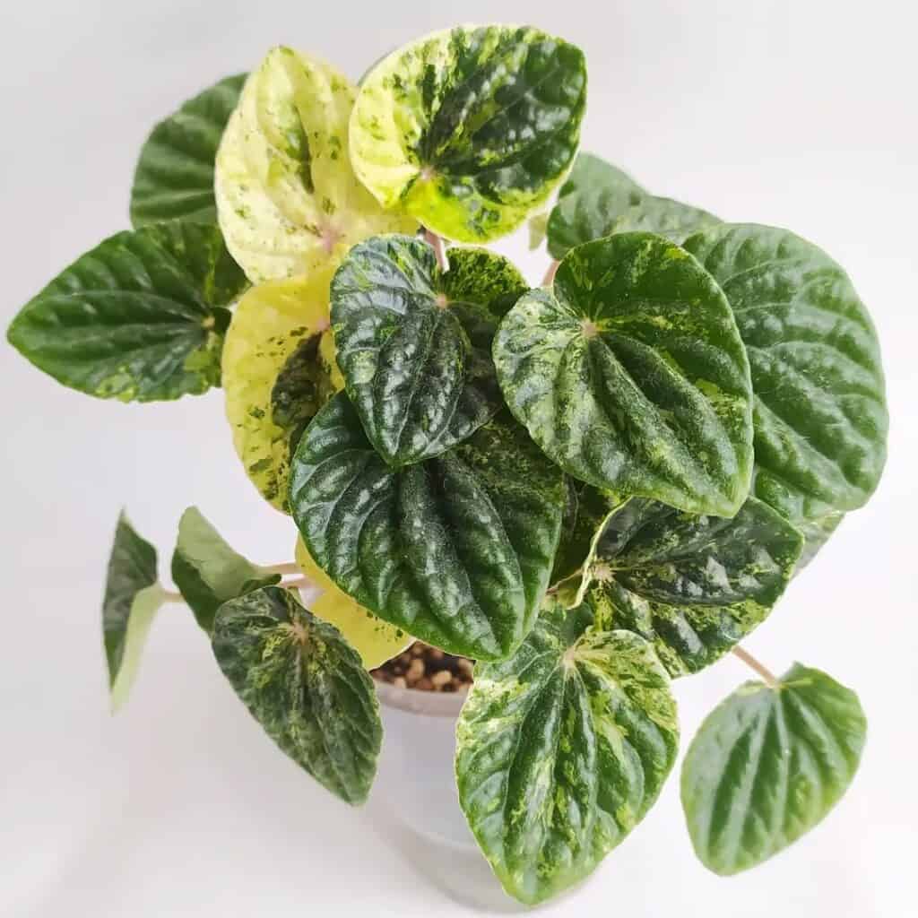 Peperomia caperata White Lady