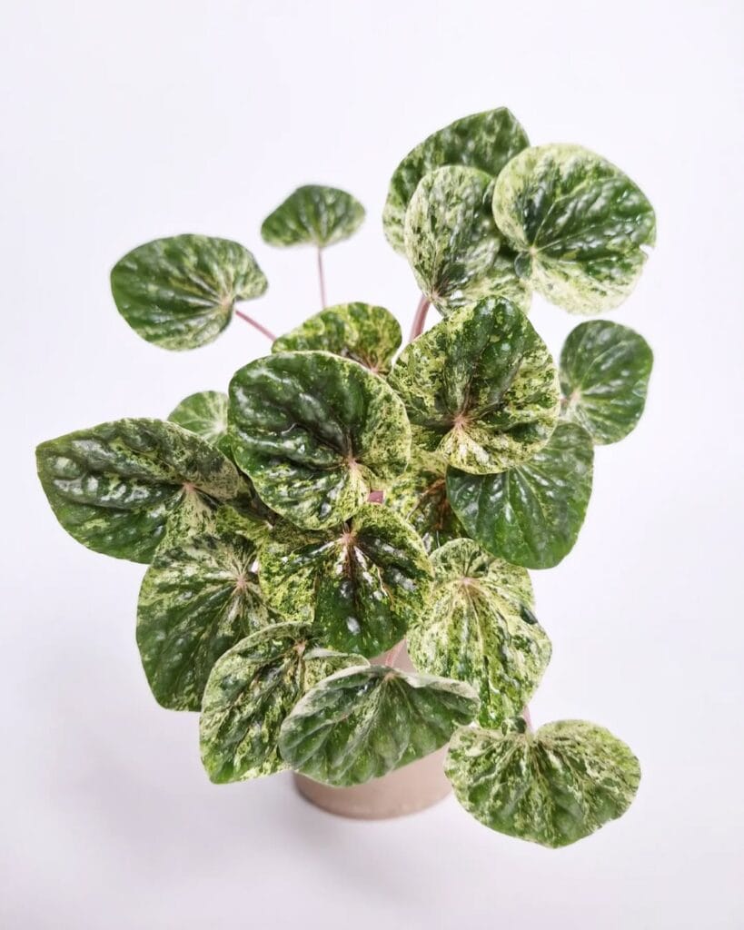 Peperomia caperata variegata