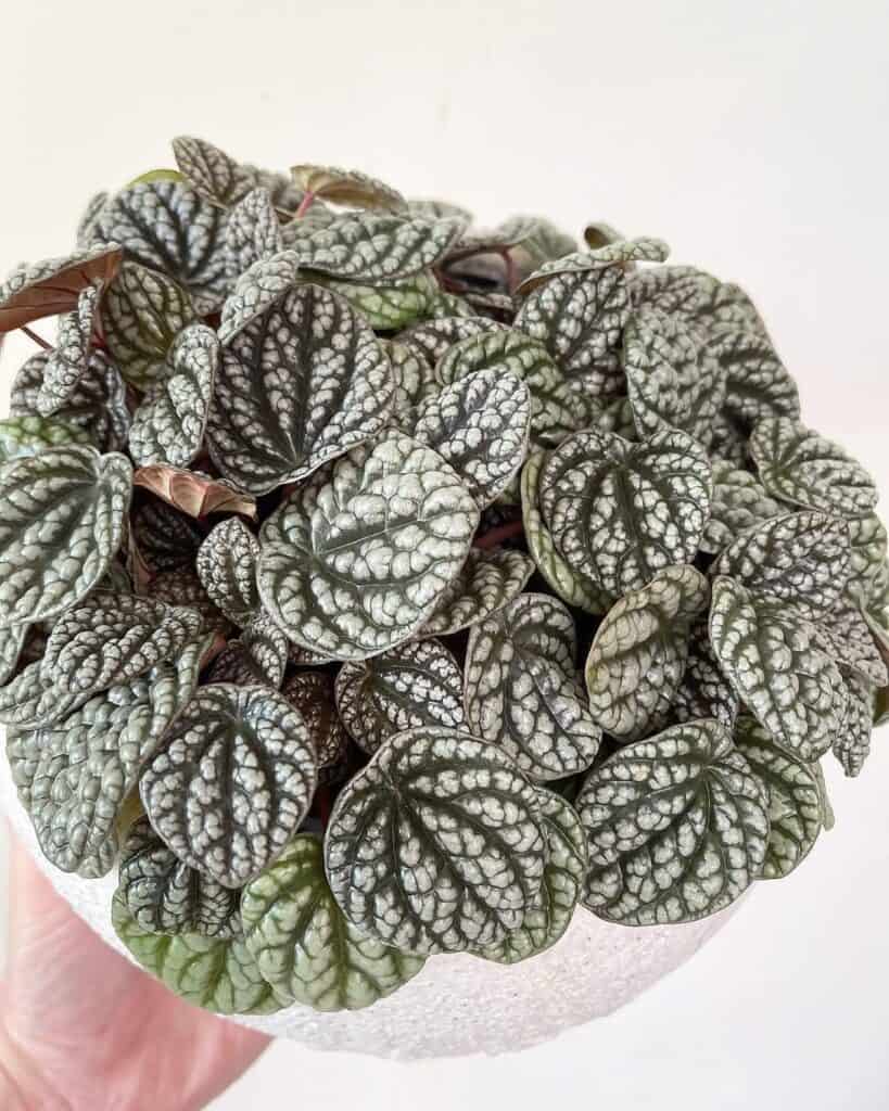 Peperomia caperata ‘Burbella
