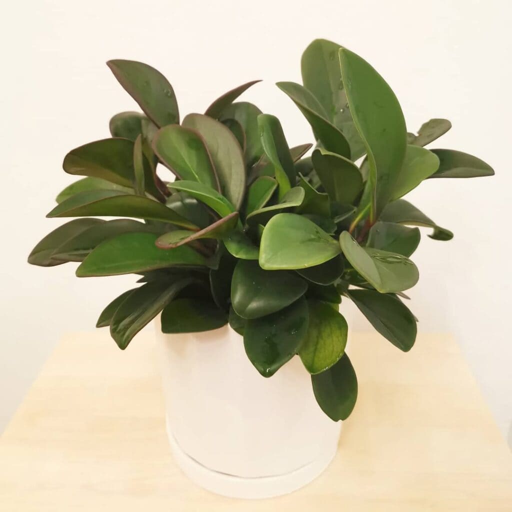 Peperomia clusiifolia