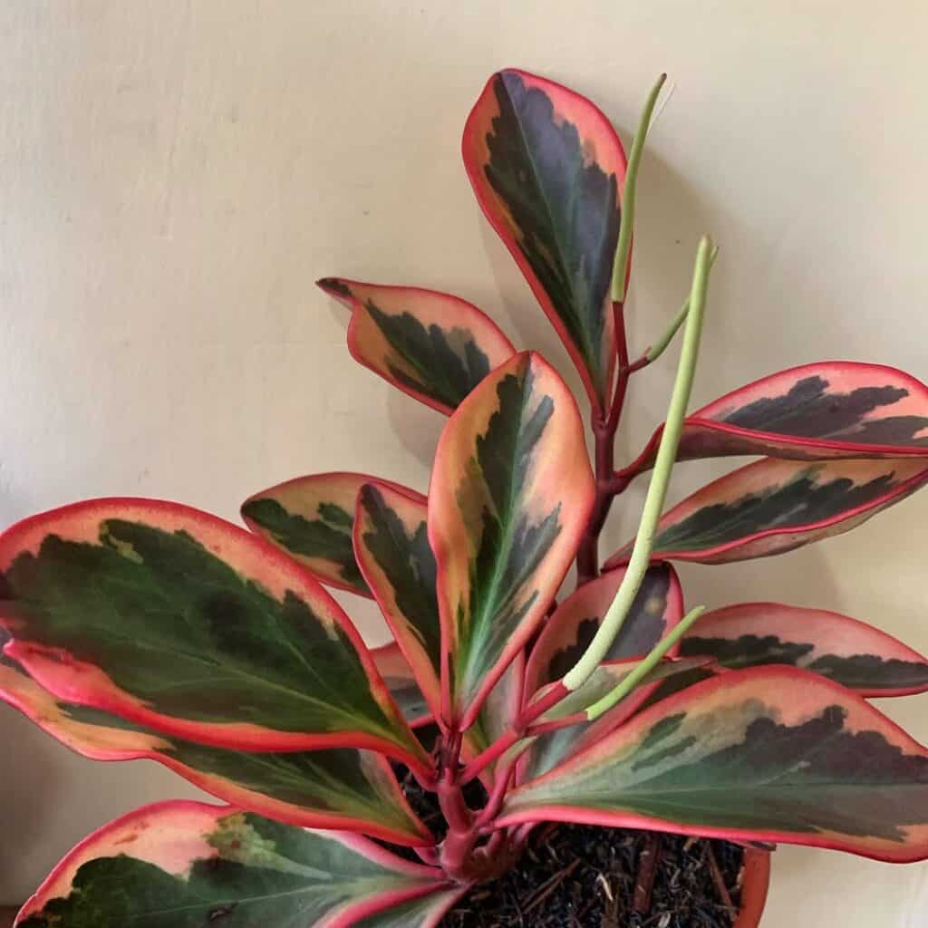 Peperomia clusiifolia ‘Jellie