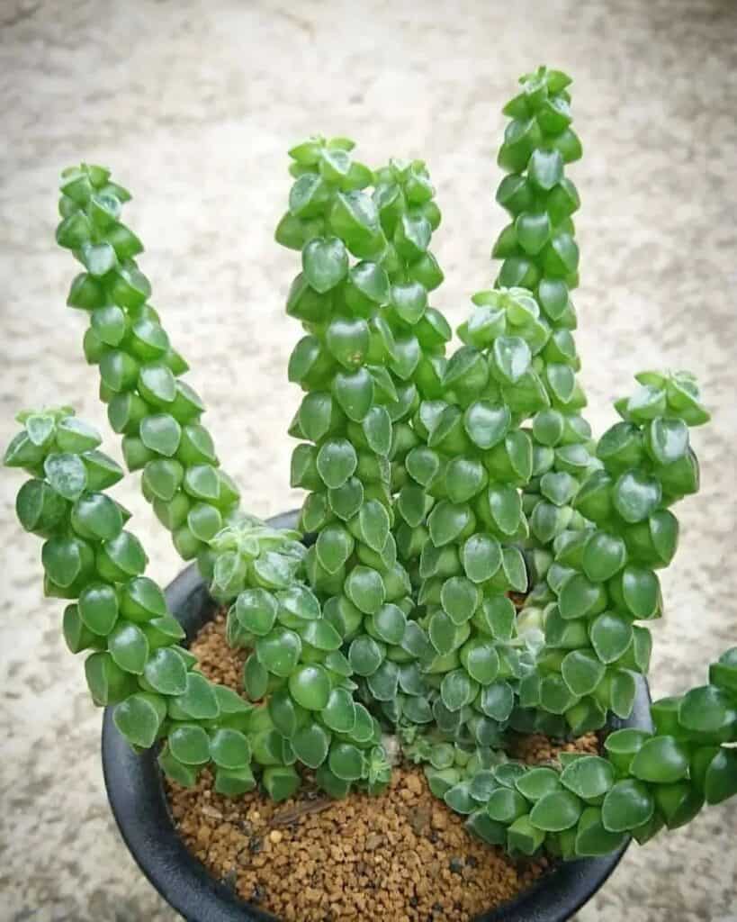 Peperomia columella