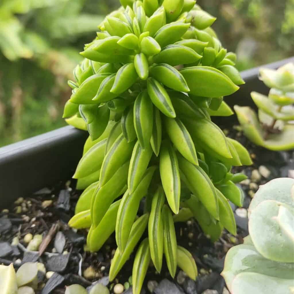 Peperomia dolabriformis