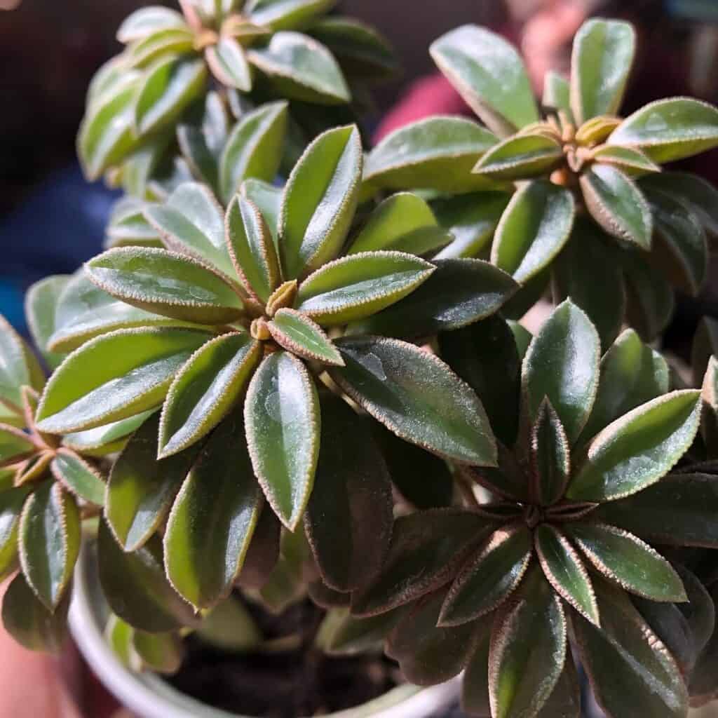 Peperomia dolabriformis var. glaucescens