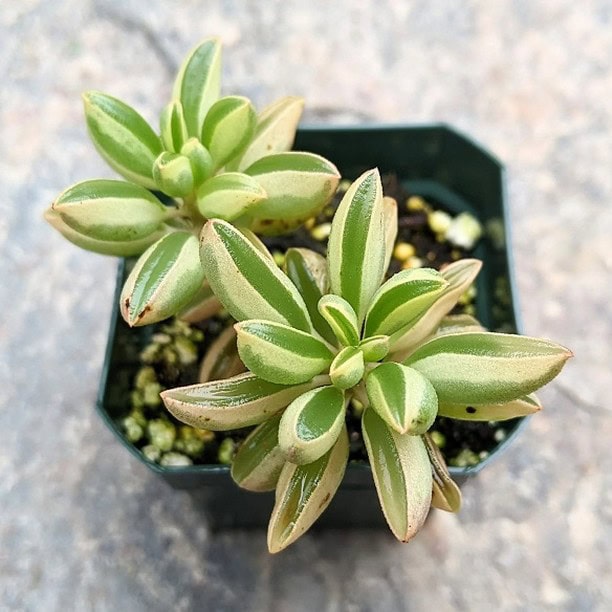 Peperomia dolabriformis variegata