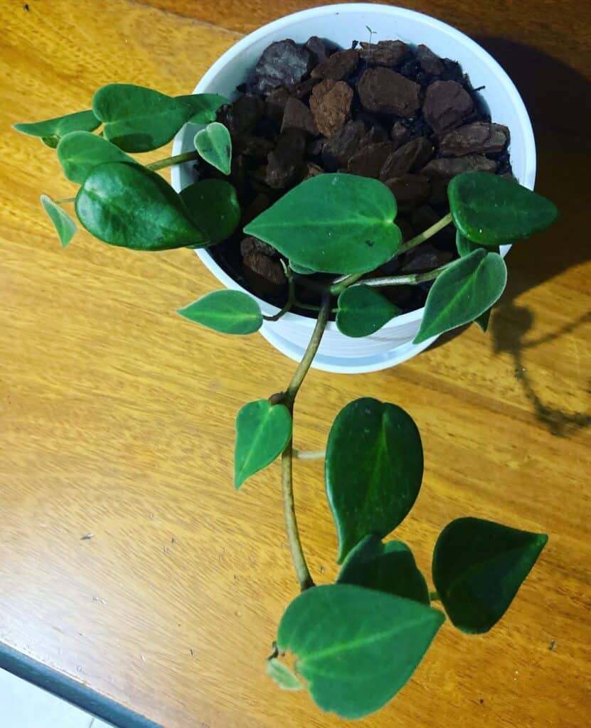 Peperomia eburnea