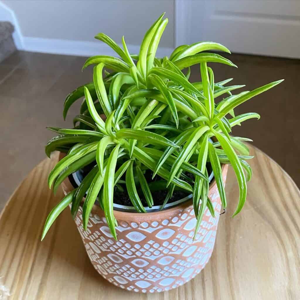 Peperomia ferreyrae