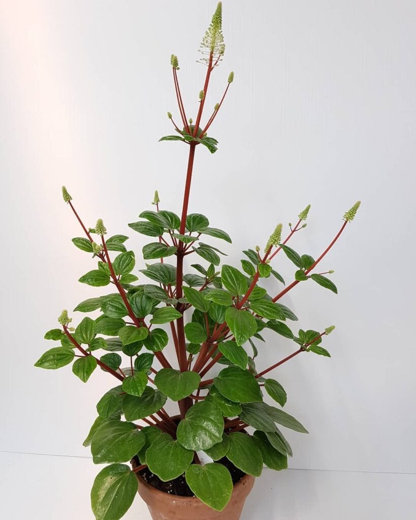 Peperomia fraseri