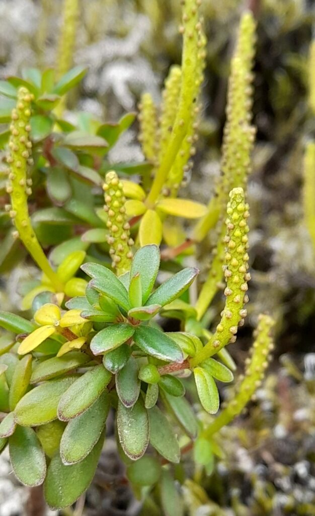 Peperomia galioides