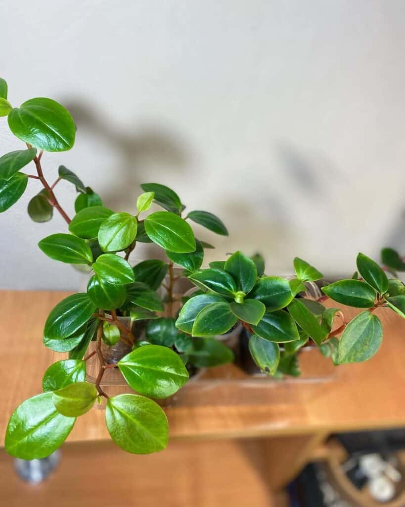 Peperomia glabella