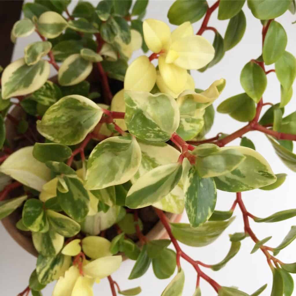 Peperomia glabella variegata