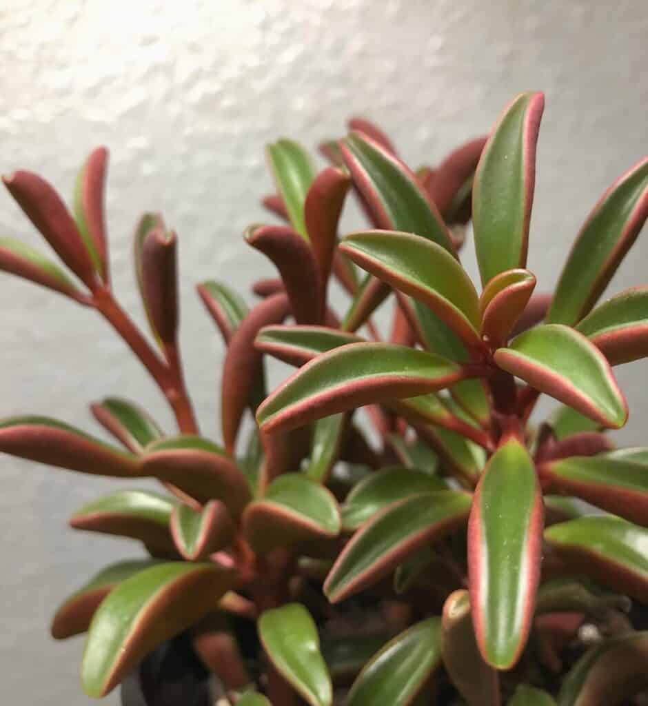 Peperomia graveolens