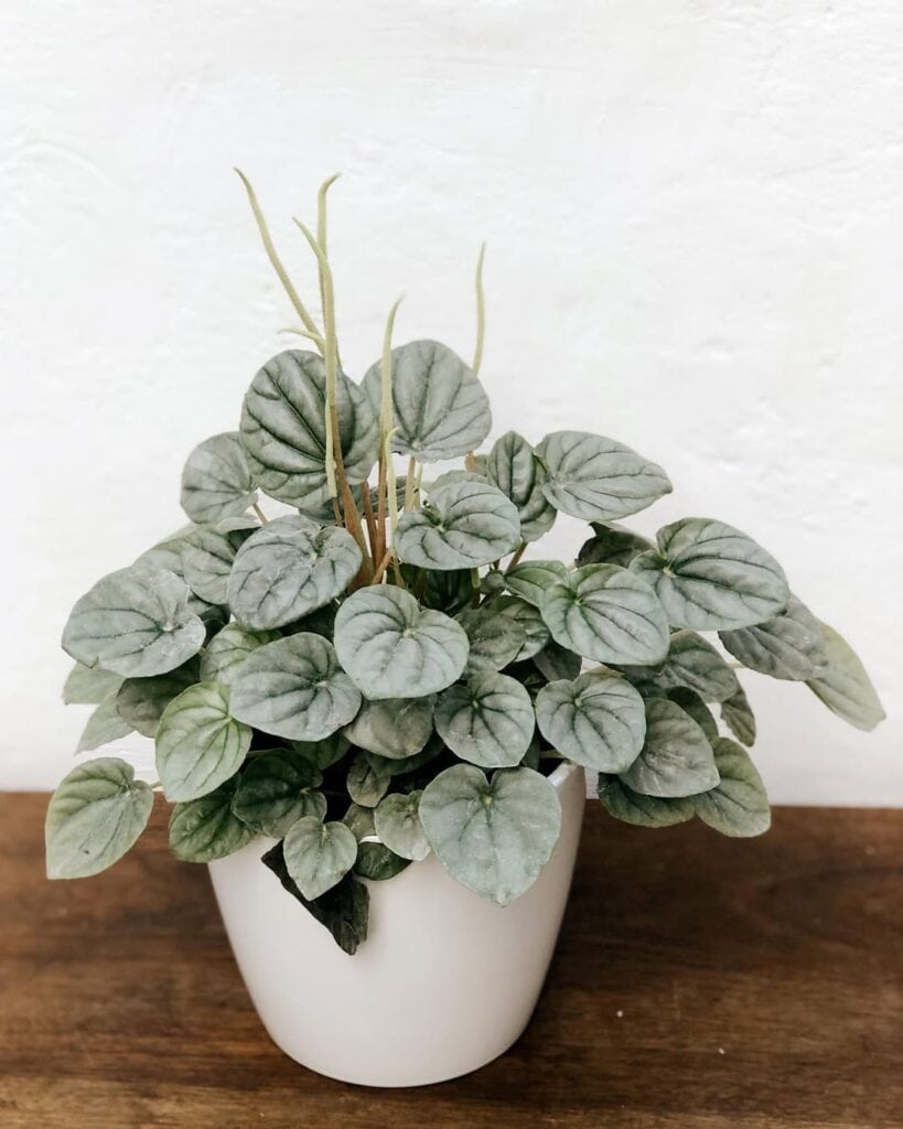 Peperomia griseoargentea
