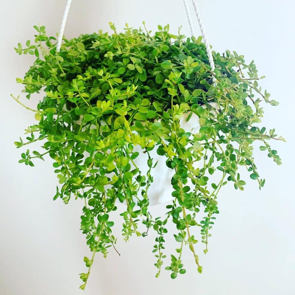 Peperomia hoffmanii