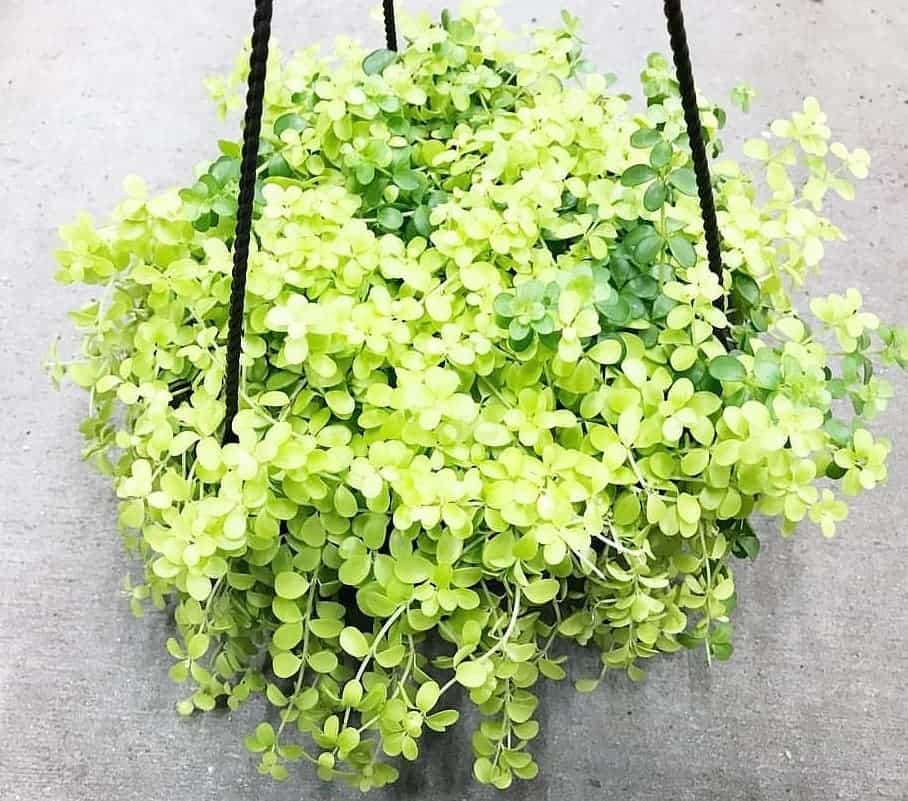 Peperomia hoffmanii Gold