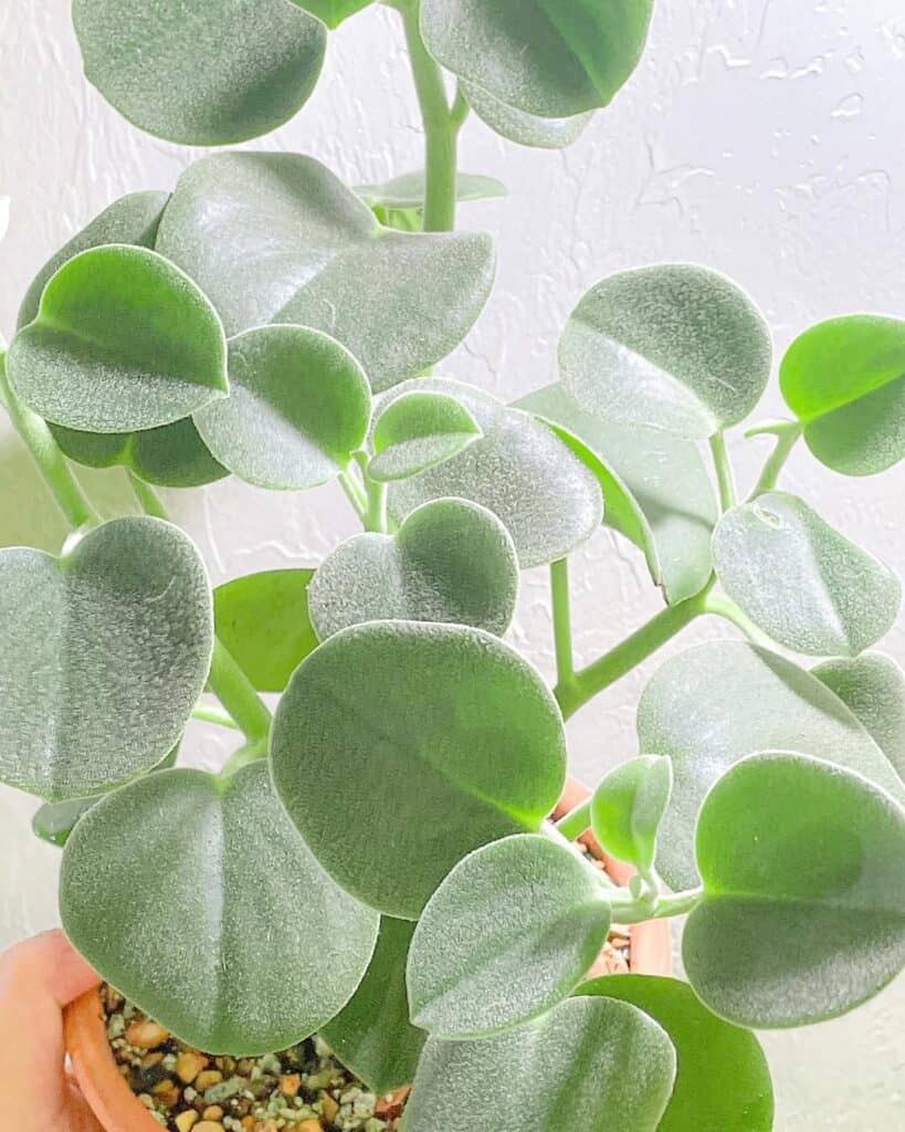 Peperomia incana