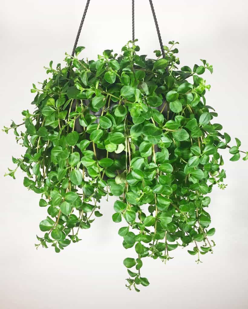 Peperomia japonica