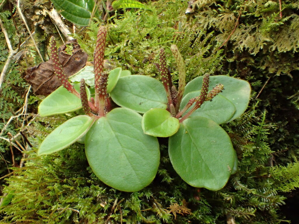Peperomia latifolia