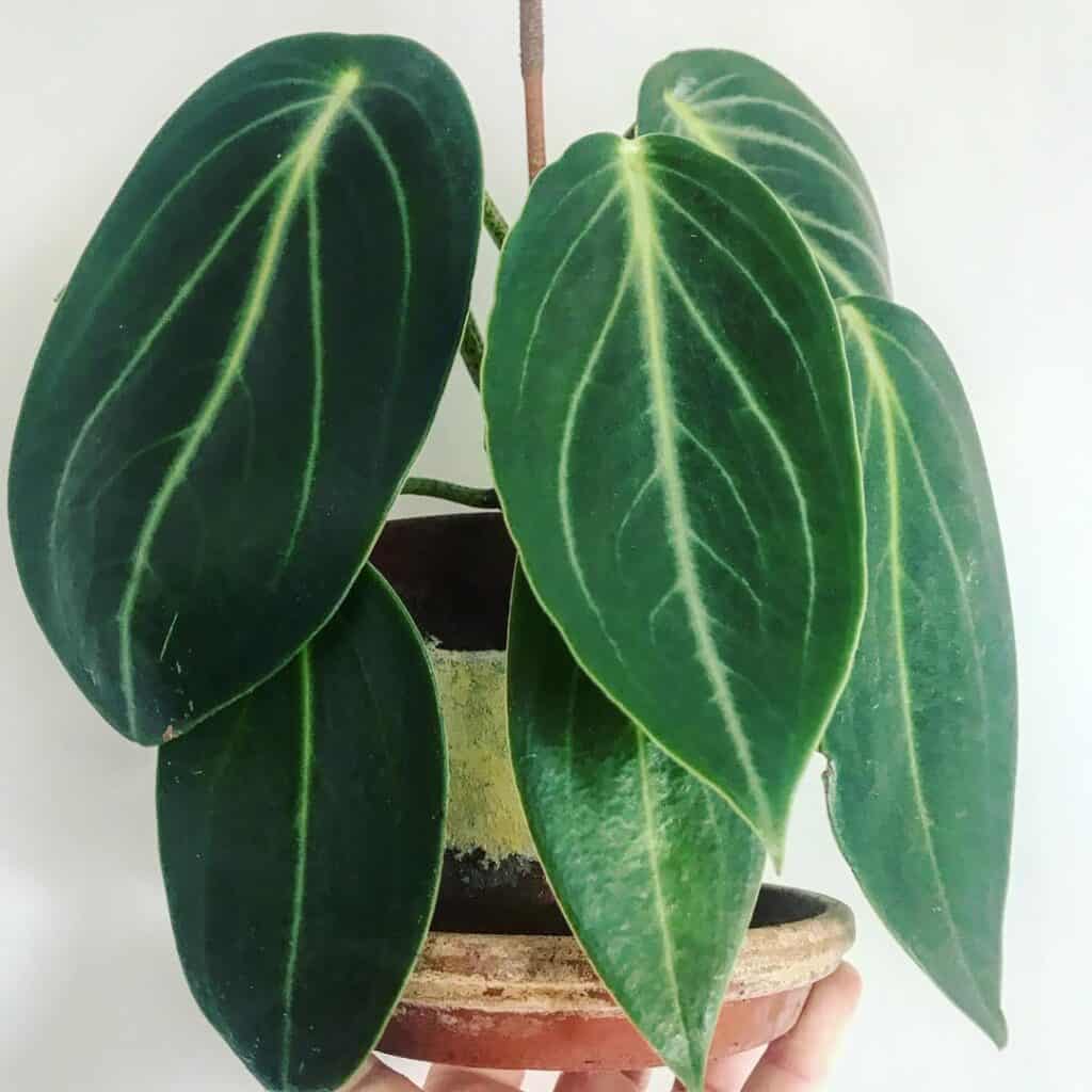 Peperomia maculosa