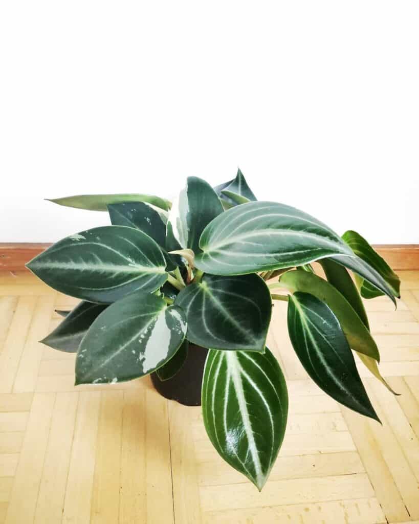 Peperomia maculosa variegata