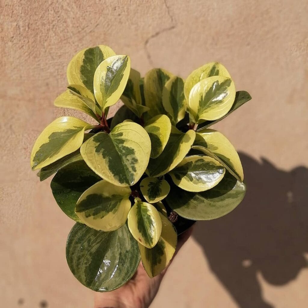 Peperomia magnoliaefolia variegata