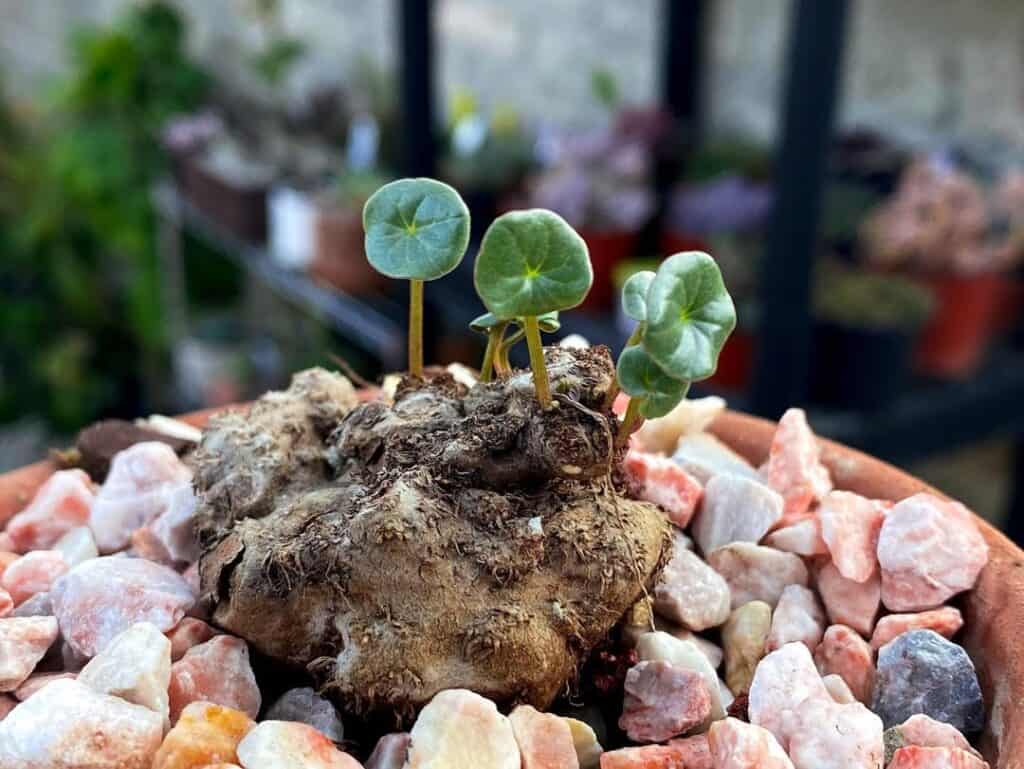 Peperomia monticola