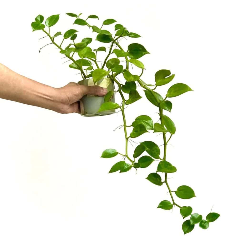 Peperomia nitida