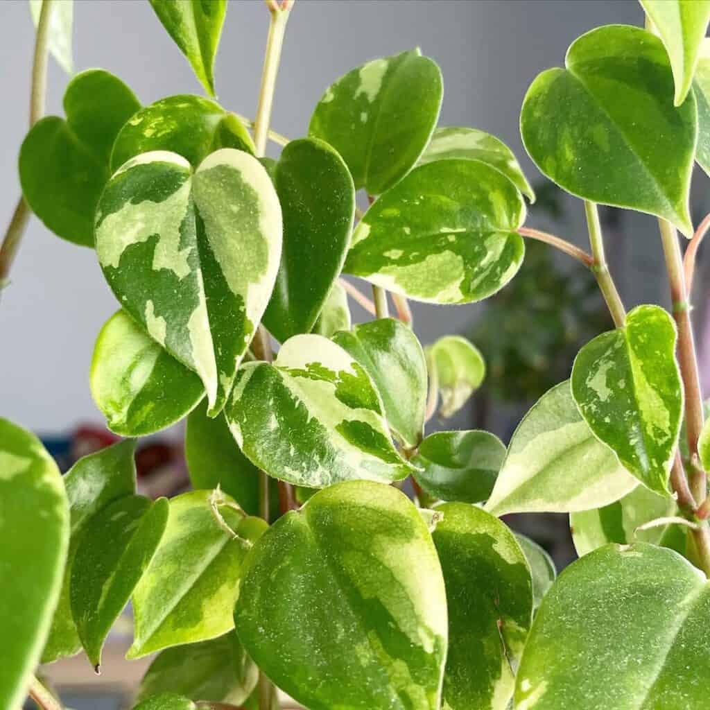 Peperomia nitida Cranes Flecked