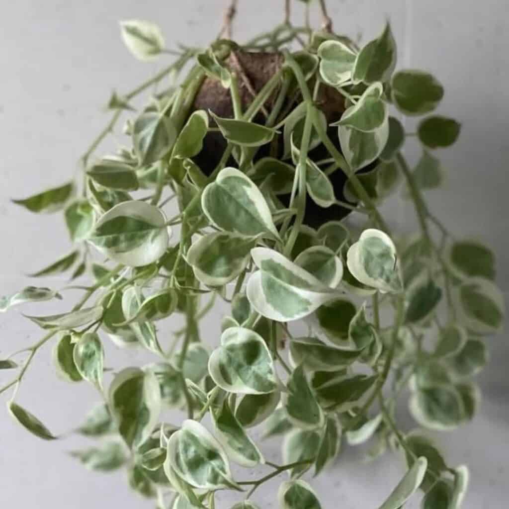 Peperomia nitida variegata
