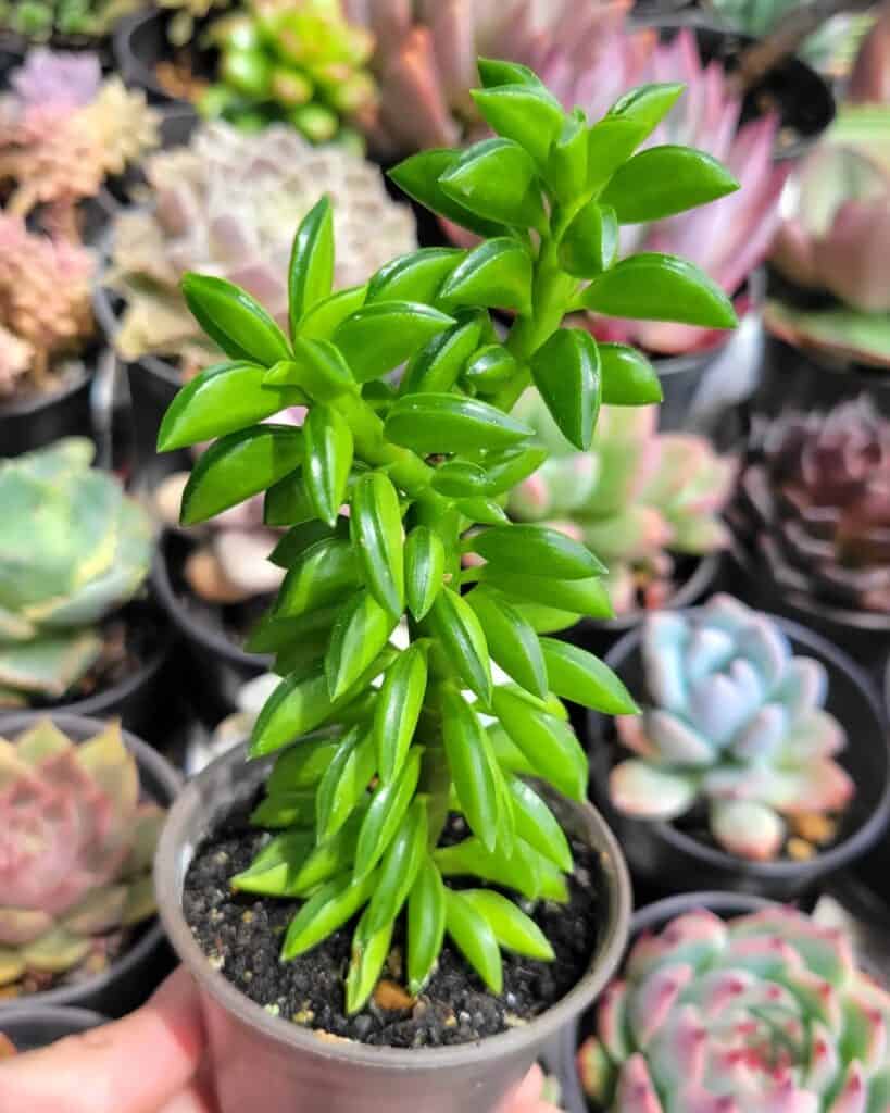 Peperomia nivalis