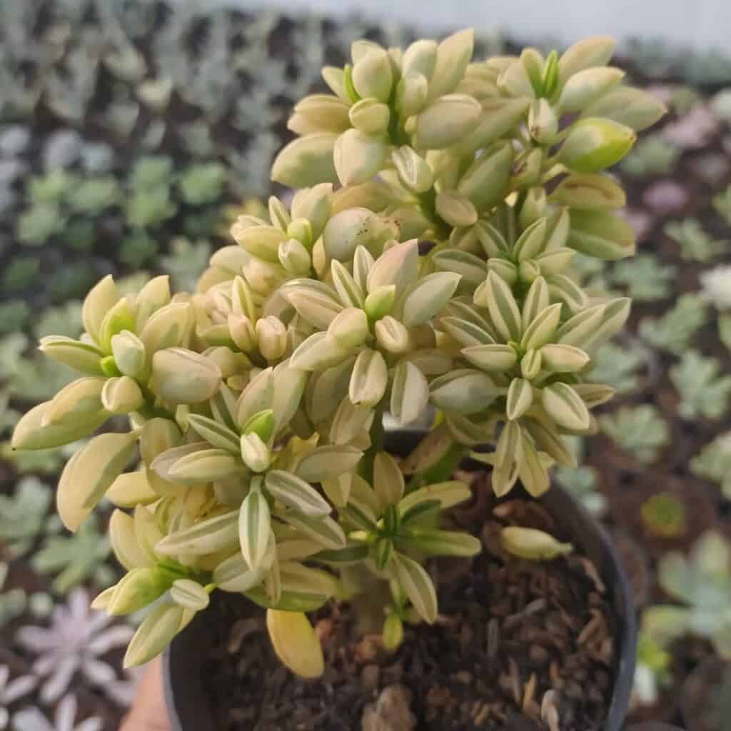 Peperomia nivalis variegata
