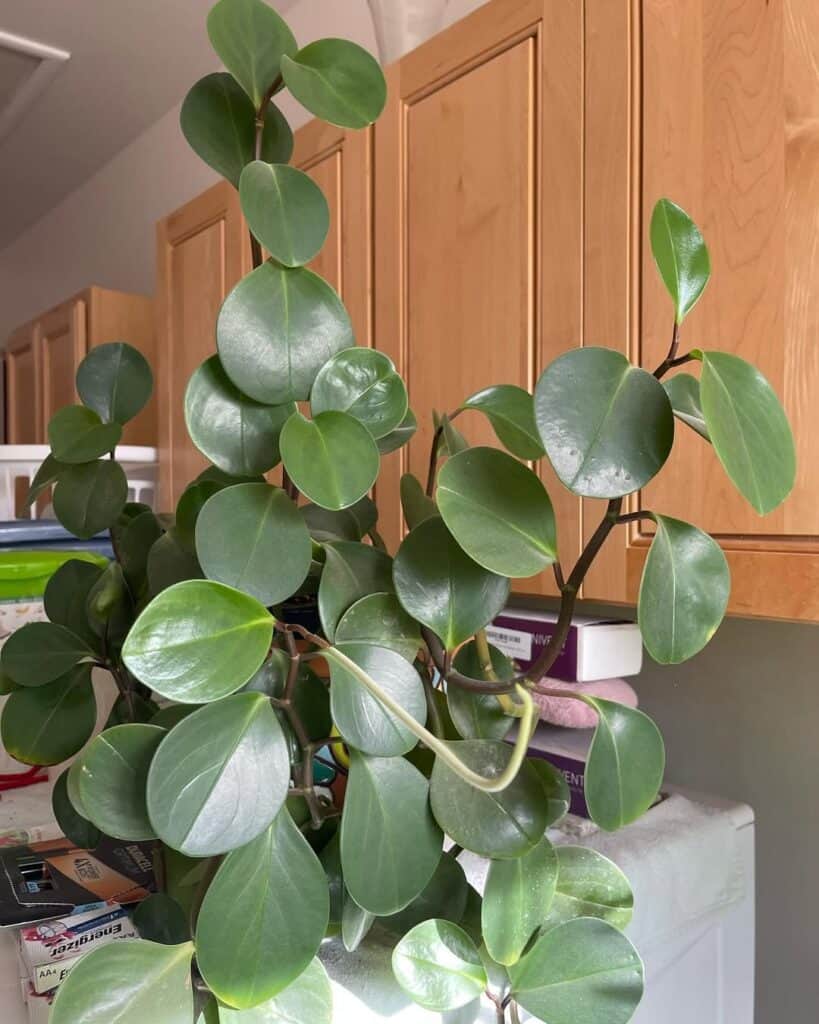 Peperomia obtusifolia