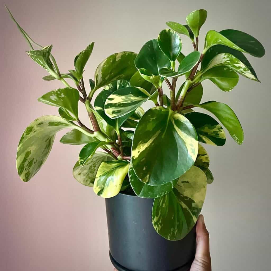 Peperomia obtusifolia Marble
