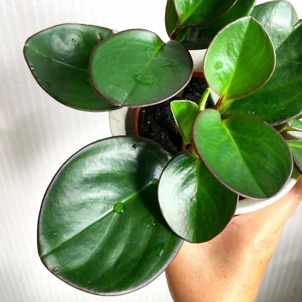 Peperomia obtusifolia Red Margin