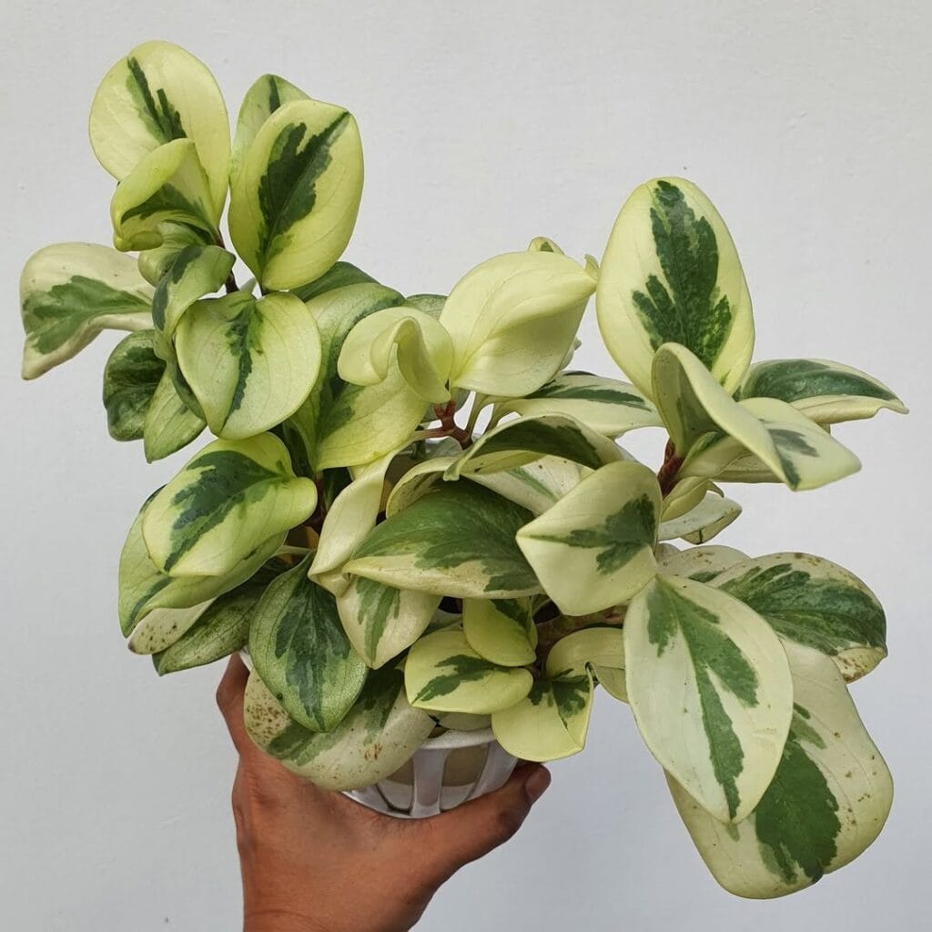 Peperomia obtusifolia variegata