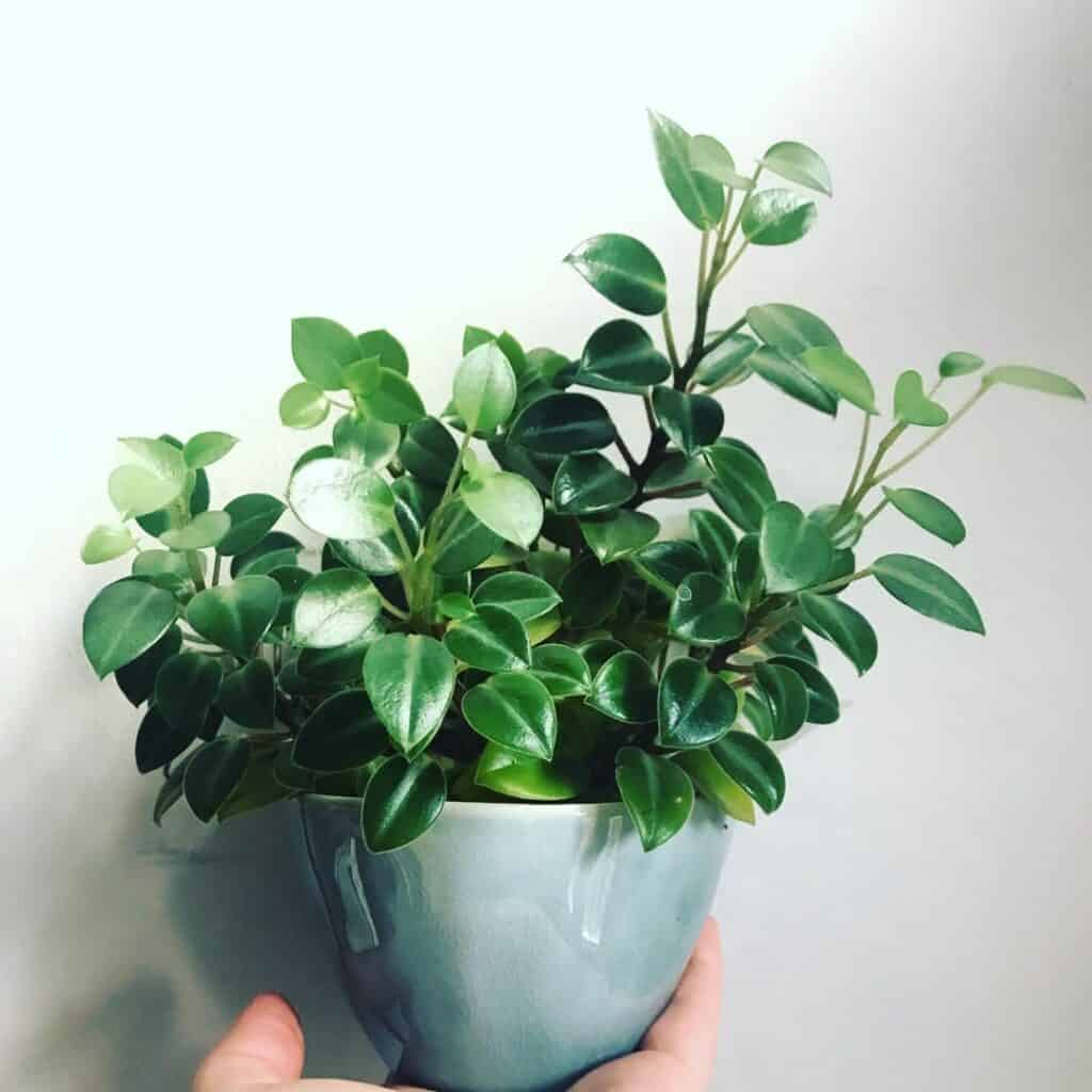 Peperomia orba