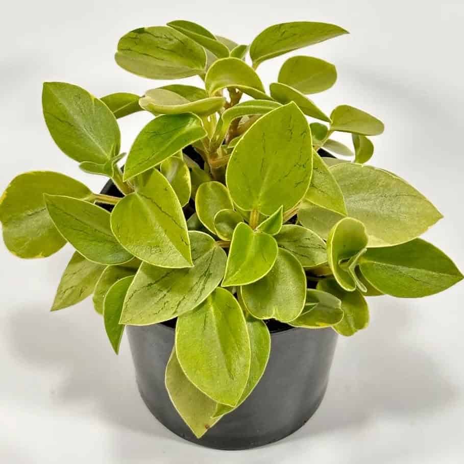 Peperomia orba Pixie Lime
