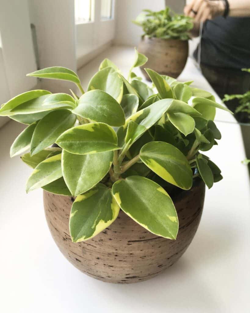 Peperomia orba variegata